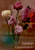 Fleurs d&eacute;licates pour vos sinc&egrave;res pens&eacute;es